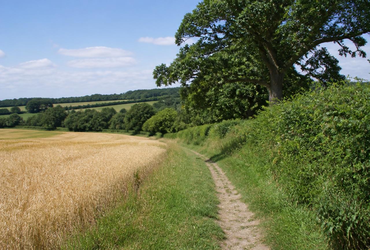 Wheat field bordered by mature oak trees and hedgerow near Iver
