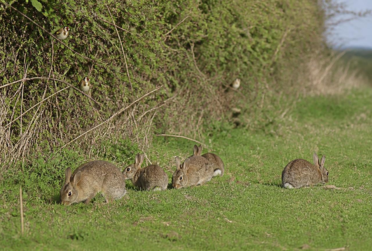 Rabbits grazing beside a hedgerow with birds in the branches, meadow and woodland behind